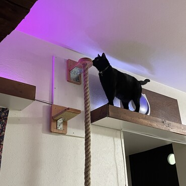 まだ誰も登る気配なし（笑）母ちゃんが休みの時、猫じゃらしで練習しようか。