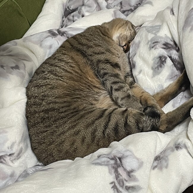 こしかひりのカバー写真