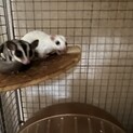 可愛い親子のフクロモモンガ