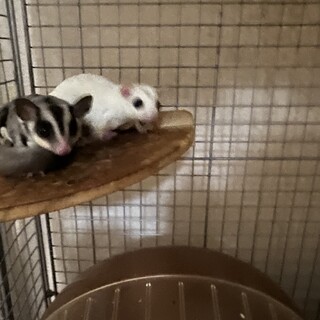 可愛い親子のフクロモモンガ