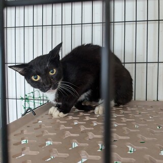 元ノラのクロ猫の里親さんを募集します。