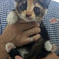 保護した子猫3匹の里親募集です。