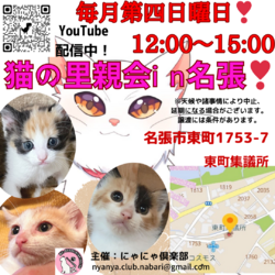 猫の里親会in名張❣ サムネイル2