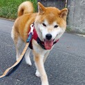 穏やかな柴犬の天馬に家族を！