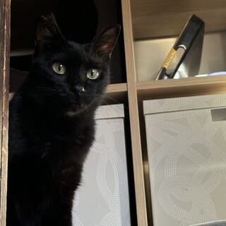 よく食べよく鳴きよく遊ぶ！元気で図太いクロタンくん