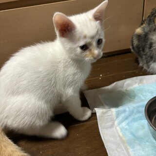 野良猫が産んだ仔猫の里親募集