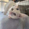 トライアル予定⭐️甘えん坊の男の子　白✖︎サバ⭐️