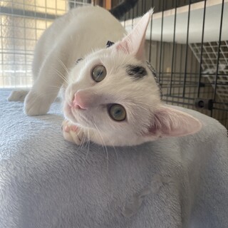 トライアル予定⭐️甘えん坊の男の子　白✖︎サバ⭐️