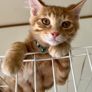 もふもふ茶トラ　甘ったれのやんちゃっ子　天ちゃん