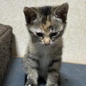 野良猫が産んだ仔猫の里親募集
