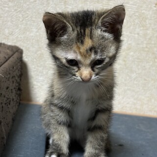 野良猫が産んだ仔猫の里親募集