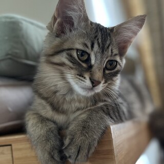 もふもふキジトラ　おとなしめのナデシコちゃん