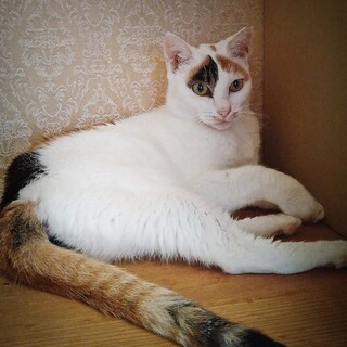 静かで穏やかな性格　おでこ模様が個性的なミラちゃん