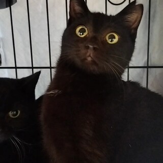 控えめミク♡甘えられるようになりました