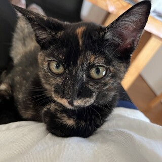 生後6ヶ月のかわいい「なみちゃん」