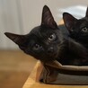 生後7ヶ月のよく慣れた「トロくん」 サムネイル2