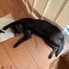 生後7ヶ月のよく慣れた「トロくん」 サムネイル4