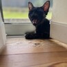生後7ヶ月のよく慣れた「トロくん」 サムネイル5