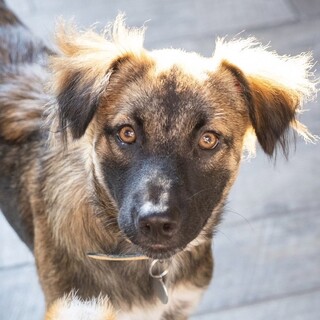美男子　野犬出身のカカオ