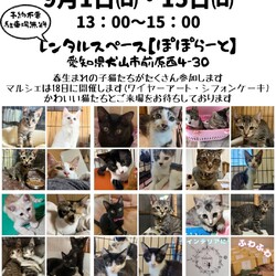 猫の譲渡会 @レンタルスペースぽぽらーと