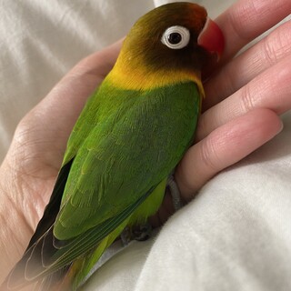 千葉県　ボタンインコ