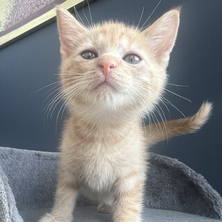 小粒な瞳が可愛い！茶トラの女の子❤︎アンちゃん