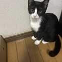 ハチワレ4か月の女の子猫