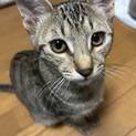 キジトラ4ヶ月の女の子猫