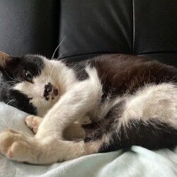 「保護猫レイ6歳になりました！」サムネイル2