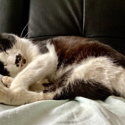 「保護猫レイ6歳になりました！」サムネイル3