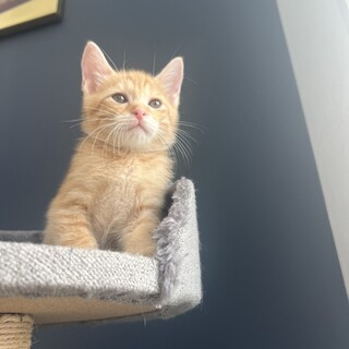 元気いっぱいベタ慣れ甘えん坊❤︎オクター君