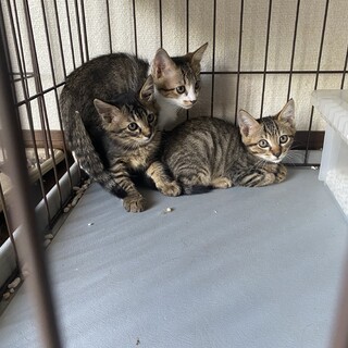 9/24更新 長崎県 子猫