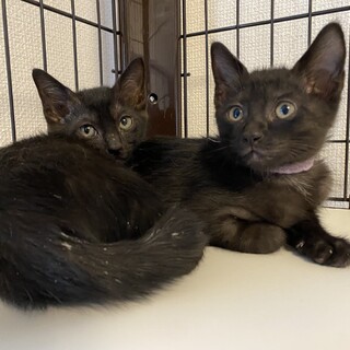 生後約1ヶ月半〜2ヶ月400g黒子猫オス２匹美猫