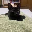 【子猫】黒ねこ・かぎしっぽ(生後2ヶ月)