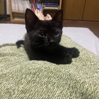 【子猫】黒ねこ・かぎしっぽ(生後2ヶ月)