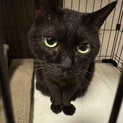 きれいな瞳で撫で撫で大好き控えめな黒猫シャイガール