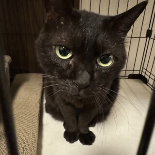 きれいな瞳で撫で撫で大好き控えめな黒猫シャイガール