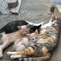 母猫2匹と子猫3匹(写真更新しました！)