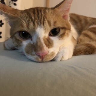 人が大好き茶白くん