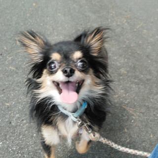 可愛い小さなチワワ♀