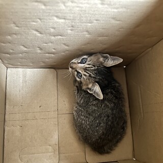 子猫 26日情報更新 病院連れていきました