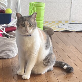 ビビリの甘えん坊さくちゃん