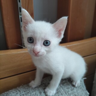 ベタベタ甘えん坊くん、ブルーアイの白猫