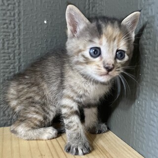 【6匹兄弟】キジトラ（茶）ちゃん