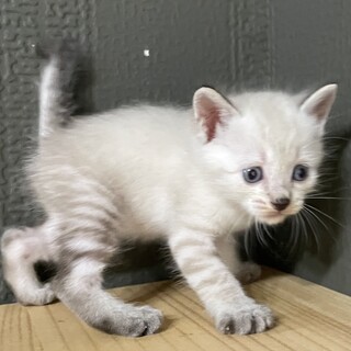 【6兄弟】シャム系女の子