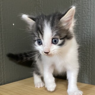 【6兄弟】キジ白ちゃん