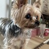 とっても甘えん坊で人懐っこい凛ちゃん   10歳 サムネイル4