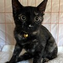 シャイでおっとりなサビ猫姉妹