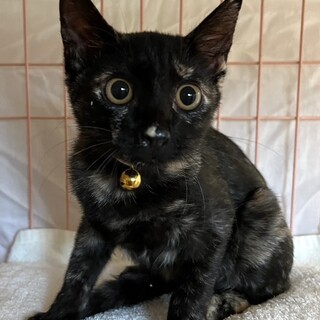 シャイでおっとりなサビ猫姉妹