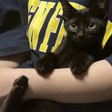 人慣れ、猫慣れ、している生後2ヶ月の黒猫
